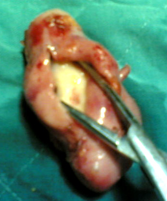 �I��ֲ���g