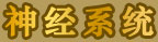 神經系統(tǒng)